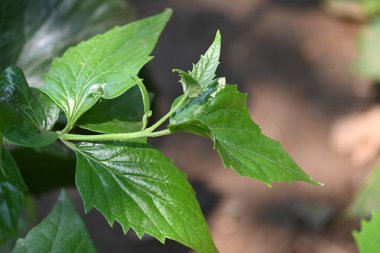 Peltophorum pterocarpum çiçeği. Diğer adları Copperpod, sarı parıltılı, sarı flametree, sarı noktalı andyellow alevi. Bu bir Peltophorum türüdür.. 