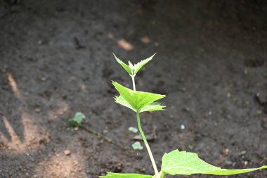 Peltophorum pterocarpum çiçeği. Diğer adları Copperpod, sarı parıltılı, sarı flametree, sarı noktalı andyellow alevi. Bu bir Peltophorum türüdür.. 