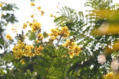 Peltophorum pterocarpum çiçeği. Diğer adları Copperpod, sarı parıltılı, sarı flametree, sarı noktalı andyellow alevi. Bu bir Peltophorum türüdür.. 
