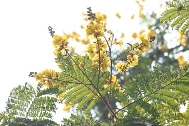 Peltophorum pterocarpum çiçeği. Diğer adları Copperpod, sarı parıltılı, sarı flametree, sarı noktalı andyellow alevi. Bu bir Peltophorum türüdür..