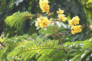 Peltophorum pterocarpum çiçeği. Diğer adları Copperpod, sarı parıltılı, sarı flametree, sarı noktalı andyellow alevi. Bu bir Peltophorum türüdür..