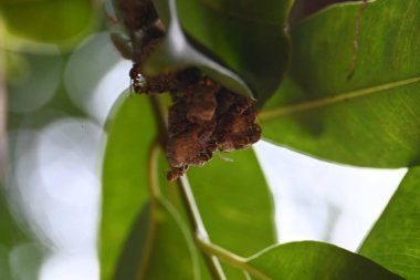Yuvalarını kuran kağıt eşekarıları. Yaygın adı Ropalidia marginata ve Hint kağıt eşekarıları. Kağıt eşekarıları, tükürüklerini ahşap liflerle birleştirerek yaptıkları bir malzemeden yuva yaparlar..