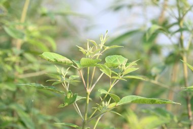 Vitex negundo bitkisi. Diğer adı Çin iffet ağacı, beş yapraklı iffet ağacı, at nalı viteksi, nisinda ve Nirgundi. Büyük bir çalı çırpısı. Bu bir Ayurvedic ilacı..