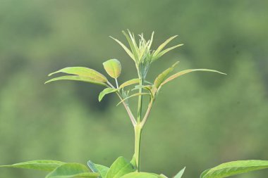 Vitex negundo bitkisi. Diğer adı Çin iffet ağacı, beş yapraklı iffet ağacı, at nalı viteksi, nisinda ve Nirgundi. Büyük bir çalı çırpısı. Bu bir Ayurvedic ilacı..