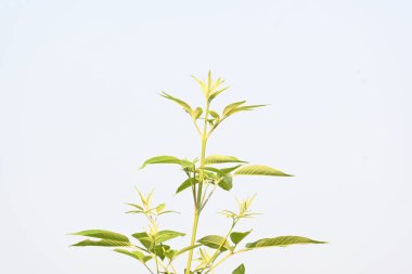 Vitex negundo bitkisi. Diğer adı Çin iffet ağacı, beş yapraklı iffet ağacı, at nalı viteksi, nisinda ve Nirgundi. Büyük bir çalı çırpısı. Bu bir Ayurvedic ilacı..
