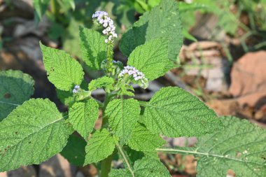 Heliotropium indium çiçekleri. Yıllık bir Hirsute fabrikası. Diğer adı ise Hint heliotrope ve Hint turnsole. Bu atık alanlarda ve yerleşik alanlarda yaygın bir ottur..