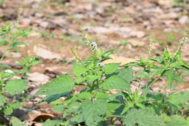 Heliotropium indium çiçekleri. Yıllık bir Hirsute fabrikası. Diğer adı ise Hint heliotrope ve Hint turnsole. Bu atık alanlarda ve yerleşik alanlarda yaygın bir ottur..