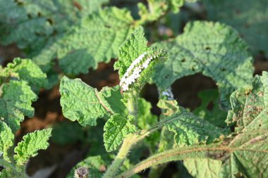 Heliotropium indium çiçekleri. Yıllık bir Hirsute fabrikası. Diğer adı ise Hint heliotrope ve Hint turnsole. Bu atık alanlarda ve yerleşik alanlarda yaygın bir ottur..