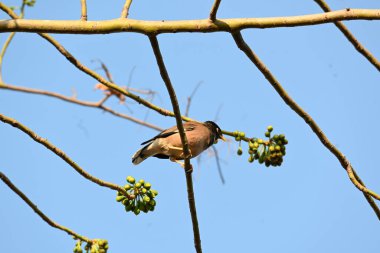 Ağaç dalında Hint Myna Kuşları. Diğer adları Common myna ve mynah. Bu, sığırcık familyasından bir kuş. Bunlar yoldan geçen bir grup kuş, özellikle Hindistan 'dan.. 