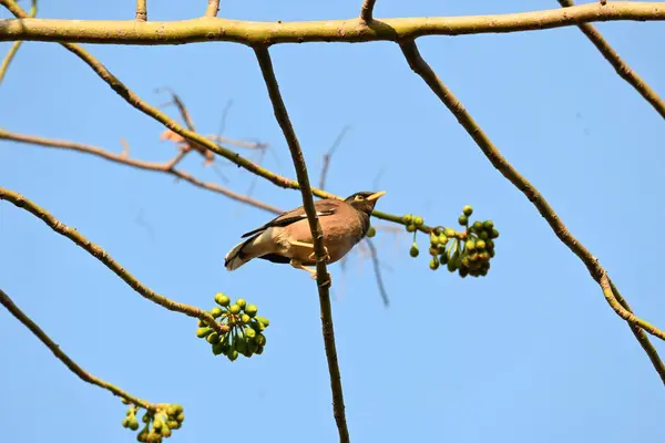 Ağaç dalında Hint Myna Kuşları. Diğer adları Common myna ve mynah. Bu, sığırcık familyasından bir kuş. Bunlar yoldan geçen bir grup kuş, özellikle Hindistan 'dan.. 
