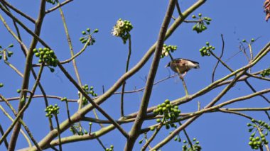Ağaç dalında Hint Myna Kuşları. Diğer adları Common myna ve mynah. Bu, sığırcık familyasından bir kuş. Bunlar yoldan geçen bir grup kuş, özellikle Hindistan 'dan.. 