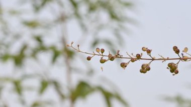 Vitex negundo meyveleri. Diğer adı Çin iffet ağacı, beş terk edilmiş iffet, at nalı viteksi, nisinda ve Nirgundi. Büyük bir çalı çırpısı. Bu bir Ayurvedic ilacı..