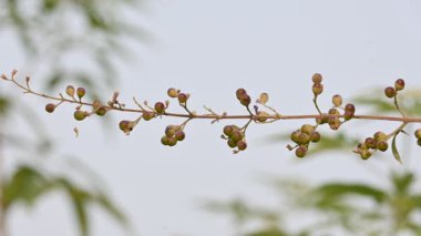 Vitex negundo meyveleri. Diğer adı Çin iffet ağacı, beş terk edilmiş iffet, at nalı viteksi, nisinda ve Nirgundi. Büyük bir çalı çırpısı. Bu bir Ayurvedic ilacı..