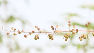 Vitex negundo meyveleri. Diğer adı Çin iffet ağacı, beş terk edilmiş iffet, at nalı viteksi, nisinda ve Nirgundi. Büyük bir çalı çırpısı. Bu bir Ayurvedic ilacı..