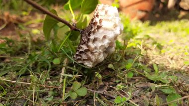 Kağıt eşekarısı yuvası. Kağıt eşekarıları, tükürüklerini ahşap liflerle birleştirerek yaptıkları bir malzemeden yuva yaparlar. Kağıt eşekarıları kovanı.