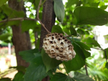 Kağıt yaban arıları yuvası, böcek yuvası, yeşil yapraklar, ağaç, böcek, doğa, vahşi, yakın plan, açık hava, bahçe, açık hava, eşek arıları yuvası, kağıt eşekarıları kovanı, böcek kolonisi, 