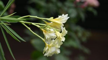 Neryum zakkum çiçeği. Diğer adı da derederium. Bu, dünya çapında ılıman ve subtropikal alanlarda bir süs ve peyzaj bitkisi olarak yetiştirilmiş küçük bir ağaç.. 