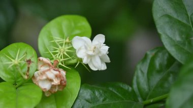 Jasminum sambac çiçeği. Çiçek parfümler ve yasemin çayları için hoş kokulu bir malzeme olarak kullanılabilir. Hindistan 'da Mogra çiçeği ve beli çiçeği olarak bilinir. Diğer adı Arap yasemini ve Sambac yaseminidir..