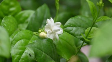 Jasminum sambac çiçeği. Çiçek parfümler ve yasemin çayları için hoş kokulu bir malzeme olarak kullanılabilir. Hindistan 'da Mogra çiçeği ve beli çiçeği olarak bilinir. Diğer adı Arap yasemini ve Sambac yaseminidir..