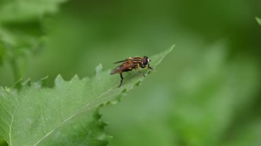 Yeşil yaprağın üzerinde uçan sinekler. Yaygın adı çiçek sinekleri ve frengidir. Böcekçil Syrphidae 'yi hazırla. Yaygın adlarının da belirttiği gibi, sık sık çiçeklere sarılmış ya da sarılmış olarak görülüyorlar. Uç.