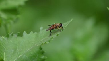 Yeşil yaprağın üzerinde uçan sinekler. Yaygın adı çiçek sinekleri ve frengidir. Böcekçil Syrphidae 'yi hazırla. Yaygın adlarının da belirttiği gibi, sık sık çiçeklere sarılmış ya da sarılmış olarak görülüyorlar. Uç.