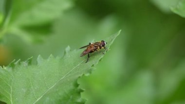 Yeşil yaprağın üzerinde uçan sinekler. Yaygın adı çiçek sinekleri ve frengidir. Böcekçil Syrphidae 'yi hazırla. Yaygın adlarının da belirttiği gibi, sık sık çiçeklere sarılmış ya da sarılmış olarak görülüyorlar. Uç.