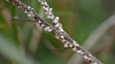 Brevicoryne sütyen. Yaygın adı lahana aphidandlahana aphis. Bu, Avrupa 'ya özgü yıkıcı bir yaprak biti (bitkisel bit) olup, şu anda dünyanın pek çok farklı bölgesinde bulunmaktadır..