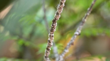 Brevicoryne sütyen. Yaygın adı lahana aphidandlahana aphis. Bu, Avrupa 'ya özgü yıkıcı bir yaprak biti (bitkisel bit) olup, şu anda dünyanın pek çok farklı bölgesinde bulunmaktadır..