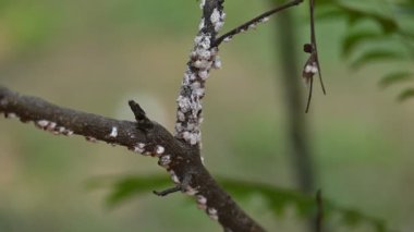 Brevicoryne sütyen. Yaygın adı lahana aphidandlahana aphis. Bu, Avrupa 'ya özgü yıkıcı bir yaprak biti (bitkisel bit) olup, şu anda dünyanın pek çok farklı bölgesinde bulunmaktadır..