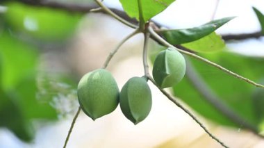Terminalia catappa meyveleri. Leadwood Ağaç Ailesi 'nden. Adının yaygın olduğu badem, Hint bademi, Malabar bademi, deniz bademi, tropik badem, plaj bademi ve sahte kamani..