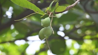 Terminalia catappa meyveleri. Leadwood Ağaç Ailesi 'nden. Adının yaygın olduğu badem, Hint bademi, Malabar bademi, deniz bademi, tropik badem, plaj bademi ve sahte kamani..
