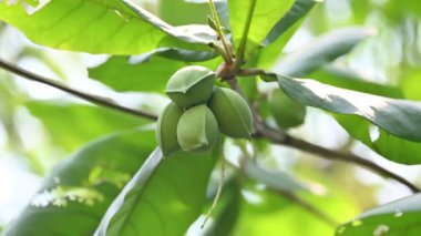 Terminalia catappa meyveleri. Leadwood Ağaç Ailesi 'nden. Adının yaygın olduğu badem, Hint bademi, Malabar bademi, deniz bademi, tropik badem, plaj bademi ve sahte kamani..