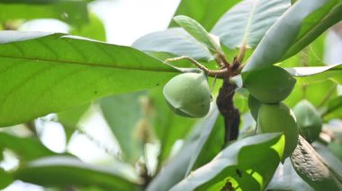 Terminalia catappa meyveleri. Leadwood Ağaç Ailesi 'nden. Adının yaygın olduğu badem, Hint bademi, Malabar bademi, deniz bademi, tropik badem, plaj bademi ve sahte kamani..