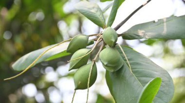 Terminalia catappa meyveleri. Leadwood Ağaç Ailesi 'nden. Adının yaygın olduğu badem, Hint bademi, Malabar bademi, deniz bademi, tropik badem, plaj bademi ve sahte kamani..