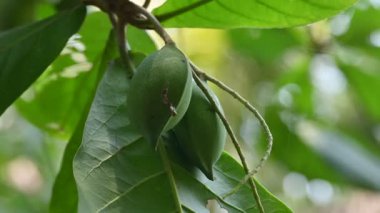 Terminalia catappa meyveleri. Leadwood Ağaç Ailesi 'nden. Adının yaygın olduğu badem, Hint bademi, Malabar bademi, deniz bademi, tropik badem, plaj bademi ve sahte kamani..