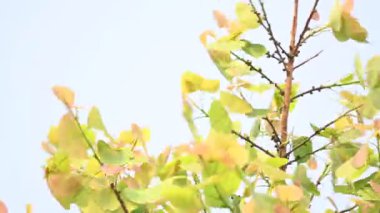 Ficus Reliosa ağacı. Diğer adı Bodhi ağacı, pippala ağacı, peepul ağacı ve orashwattha ağacı. Bu ağacın altında Gautama Buda 'nın aydınlandığına inanılan ağaç..