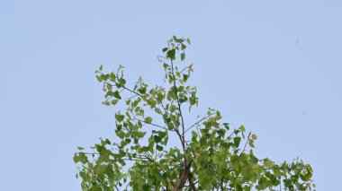 Ficus Reliosa ağacı. Diğer adı Bodhi ağacı, pippala ağacı, peepul ağacı ve orashwattha ağacı. Bu ağacın altında Gautama Buda 'nın aydınlandığına inanılan ağaç..