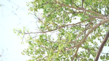 Ficus Reliosa ağacı. Diğer adı Bodhi ağacı, pippala ağacı, peepul ağacı ve orashwattha ağacı. Bu ağacın altında Gautama Buda 'nın aydınlandığına inanılan ağaç..