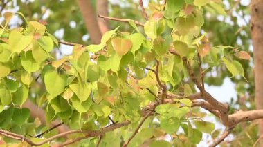 Ficus Reliosa ağacı. Diğer adı Bodhi ağacı, pippala ağacı, peepul ağacı ve orashwattha ağacı. Bu ağacın altında Gautama Buda 'nın aydınlandığına inanılan ağaç..