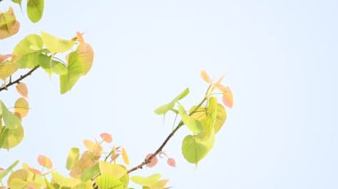 Ficus Reliosa ağacı. Diğer adı Bodhi ağacı, pippala ağacı, peepul ağacı ve orashwattha ağacı. Bu ağacın altında Gautama Buda 'nın aydınlandığına inanılan ağaç..