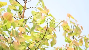 Ficus Reliosa ağacı. Diğer adı Bodhi ağacı, pippala ağacı, peepul ağacı ve orashwattha ağacı. Bu ağacın altında Gautama Buda 'nın aydınlandığına inanılan ağaç..