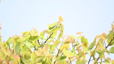 Ficus Reliosa ağacı. Diğer adı Bodhi ağacı, pippala ağacı, peepul ağacı ve orashwattha ağacı. Bu ağacın altında Gautama Buda 'nın aydınlandığına inanılan ağaç..