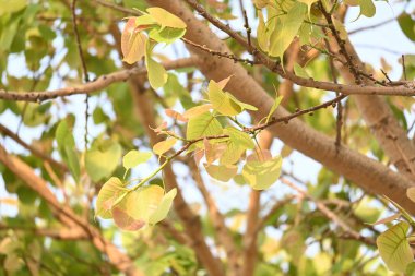 Ficus Reliosa ağacı. Diğer adı da Bodhi ağacı, pippala ağacı, peepul ağacı ve orashwattha ağacı. Bu ağacın altında Gautama Buda 'nın aydınlandığına inanılan ağaç..