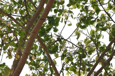 Ficus Reliosa ağacı. Diğer adı da Bodhi ağacı, pippala ağacı, peepul ağacı ve orashwattha ağacı. Bu ağacın altında Gautama Buda 'nın aydınlandığına inanılan ağaç..