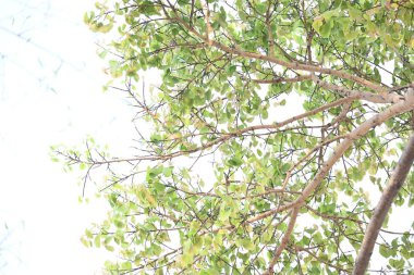 Ficus Reliosa ağacı. Diğer adı da Bodhi ağacı, pippala ağacı, peepul ağacı ve orashwattha ağacı. Bu ağacın altında Gautama Buda 'nın aydınlandığına inanılan ağaç..