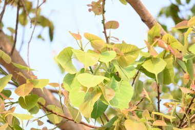Ficus Reliosa ağacı. Diğer adı da Bodhi ağacı, pippala ağacı, peepul ağacı ve orashwattha ağacı. Bu ağacın altında Gautama Buda 'nın aydınlandığına inanılan ağaç..
