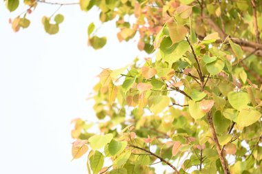 Ficus Reliosa ağacı. Diğer adı da Bodhi ağacı, pippala ağacı, peepul ağacı ve orashwattha ağacı. Bu ağacın altında Gautama Buda 'nın aydınlandığına inanılan ağaç..