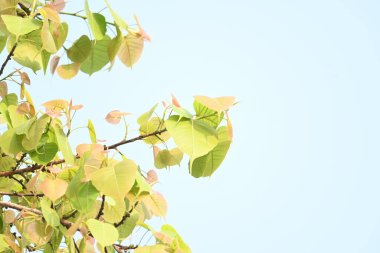 Ficus Reliosa ağacı. Diğer adı da Bodhi ağacı, pippala ağacı, peepul ağacı ve orashwattha ağacı. Bu ağacın altında Gautama Buda 'nın aydınlandığına inanılan ağaç..