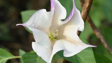 Datura çiçekleri. Yaygın adları Thornapples, jimson otu, şeytan trompeti, ay çiçeği, şeytan otu ve stramonyum. Hindular bunu Lord Shiva 'ya sunuyor. Ayurvedic ilaçlarda çok kullanılır..