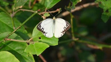Belenois aurota kelebeği. Yaygın isimleri öncü, öncü beyaz, kapari beyazı, kahverengi damarlı beyaz ve kahverengi damarlı beyaz. Pieridae familyasından küçük ya da orta boy bir kelebek..